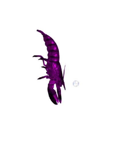 (7S) Rare Fish: Shift Lobster