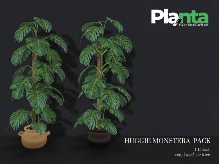 Planta_Huggi Monstera Set