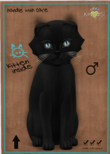 KittyCatS Box - Russian black male New Born Kitten