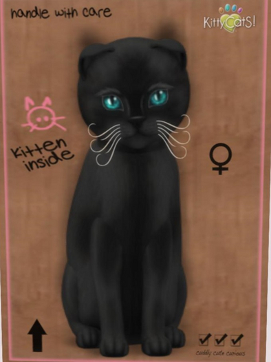 KittyCatS Box - Russian Black female New Born Kitten