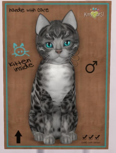 KittyCatS Box - bengal charcoal male New Born Kitten