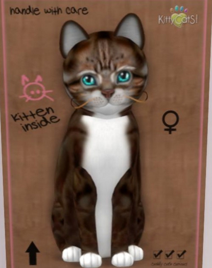 KittyCatS Box - shorthair brown white female New Born Kitten