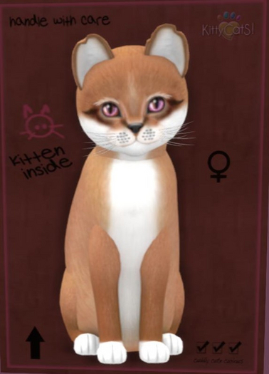 KittyCatS Box - foxie auburn female New Born Kitten