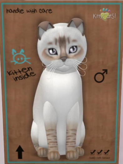 KittyCatS Box - balinese chocolate lynx male New Born Kitten