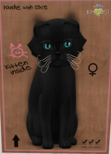 KittyCatS Box - russian black female New Born Kitten