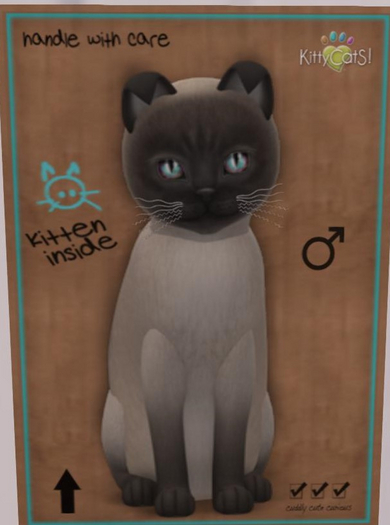 KittyCatS Box - blue mink tonkinese male New Born Kitten