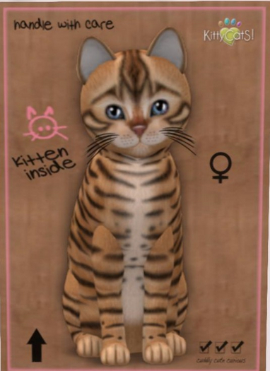 KittyCatS Box - tan toyger female New Born Kitten