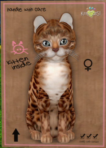 KittyCatS Box - New Born Kitten Bengal - Copper