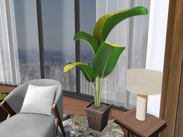 Hollyhood Banana Plant