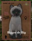 KittyCatS Box - New Born Kitten