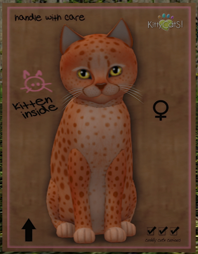 KittyCatS Box - New Born Kitten