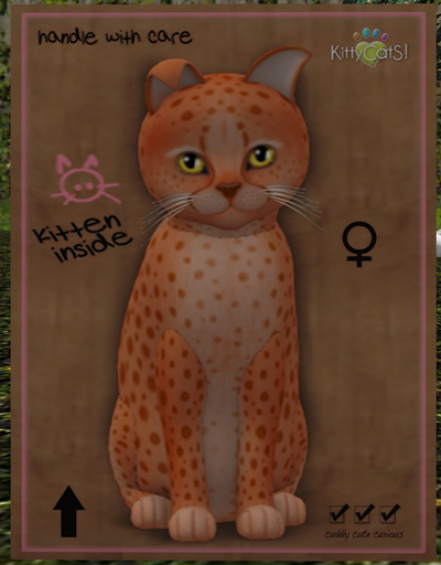 KittyCatS Box - New Born Kitten