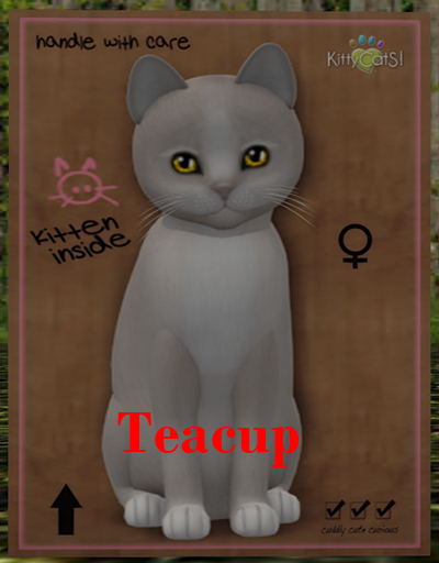 KittyCatS Box - New Born Kitten