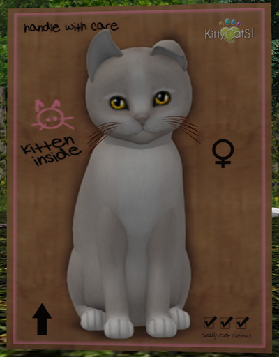 KittyCatS Box - New Born Kitten