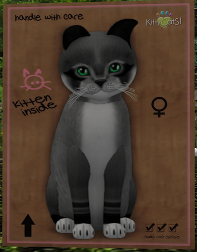 KittyCatS Box - New Born Kitten
