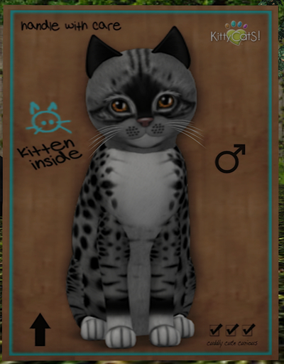 KittyCatS Box - New Born Kitten