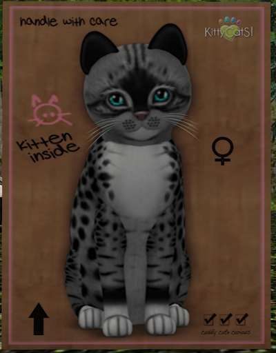 KittyCatS Box - New Born Kitten