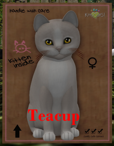 KittyCatS Box - New Born Kitten
