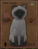 KittyCatS Box - New Born Kitten