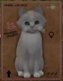 KittyCatS Box - New Born Kitten