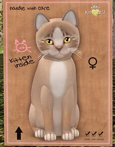KittyCatS Box - New Born Kitten