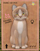 KittyCatS Box - New Born Kitten
