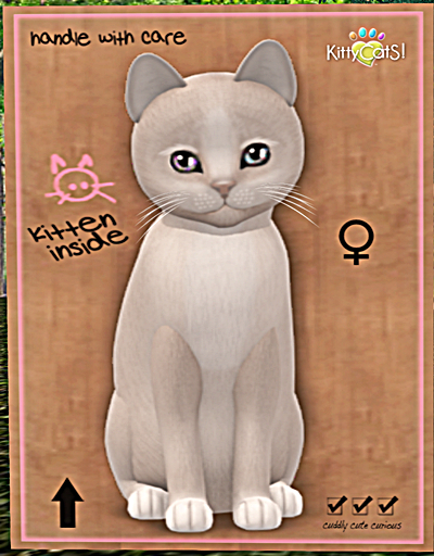 KittyCatS Box - New Born Kitten