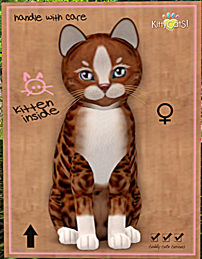 KittyCatS Box - New Born Kitten