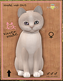 KittyCatS Box - New Born Kitten