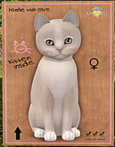 KittyCatS Box - New Born Kitten
