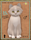 KittyCatS Box - New Born Kitten