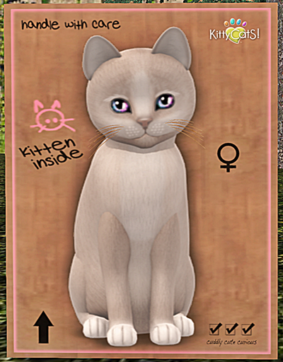 KittyCatS Box - New Born Kitten