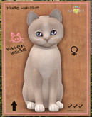 KittyCatS Box - New Born Kitten