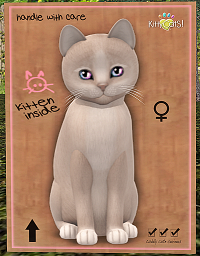 KittyCatS Box - New Born Kitten