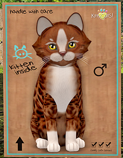 KittyCatS Box - Genesis - Ginger II