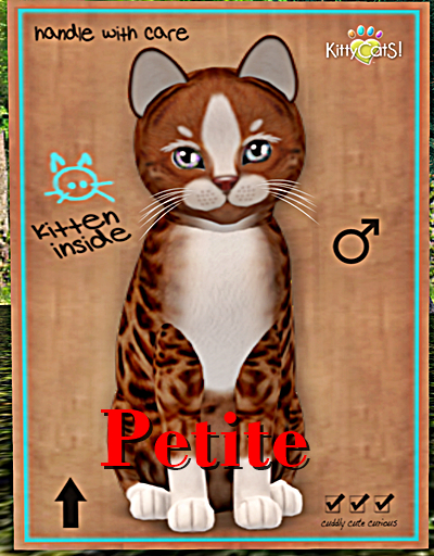 KittyCatS Box - Genesis - Ginger II Petite