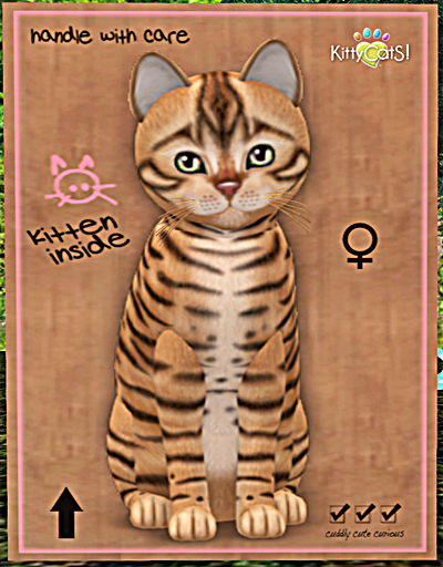 KittyCatS Box - New Born Kitten
