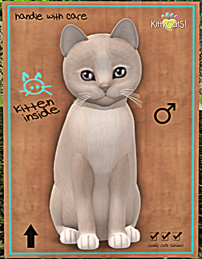 KittyCatS Box - Genesis - Pearl II