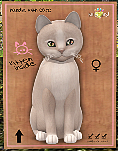 KittyCatS Box - New Born Kitten