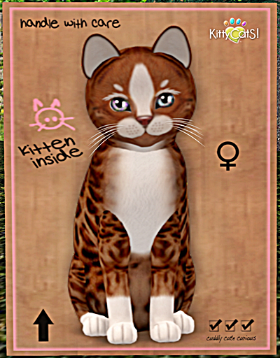 KittyCatS Box - New Born Kitten