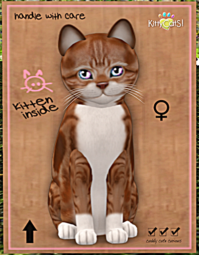 KittyCatS Box - New Born Kitten