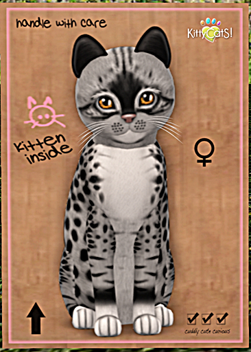 KittyCatS Box - New Born Kitten
