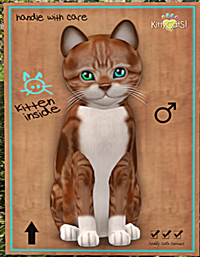 KittyCatS Box - New Born Kitten