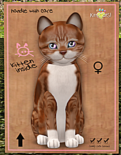 KittyCatS Box - New Born Kitten