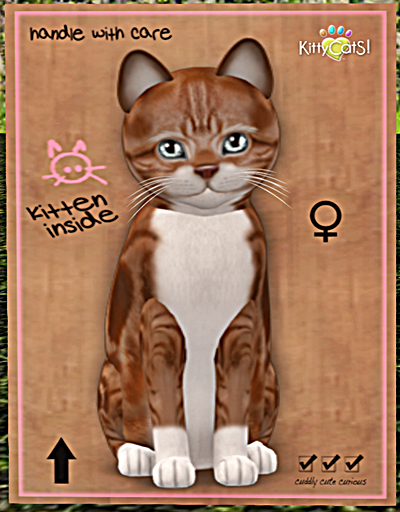 KittyCatS Box - American Shorthair - Red & White Tabby
