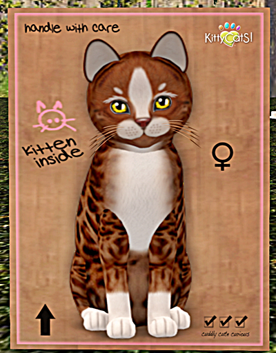 KittyCatS Box - New Born Kitten