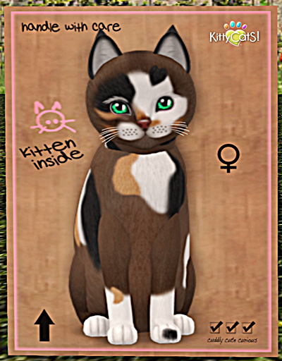 KittyCatS Box - New Born Kitten