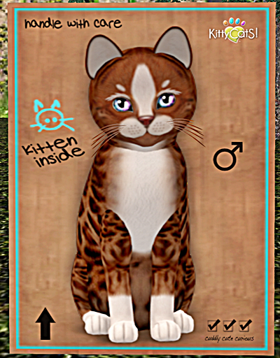 KittyCatS Box - Genesis - Ginger II