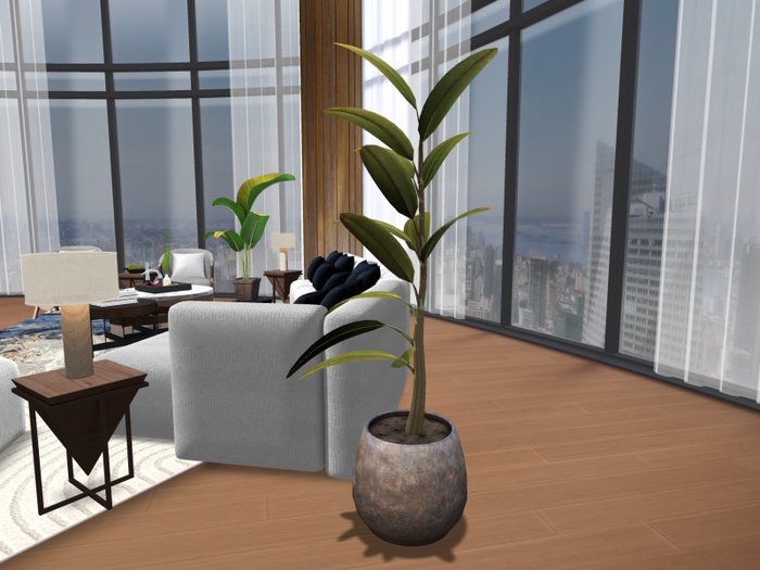 Hollyhood Los Angeles House Plant