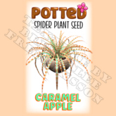 Potted: Spider Plant Seed: Caramel Apple (ACTUAL PLANT SEED) - Retired!